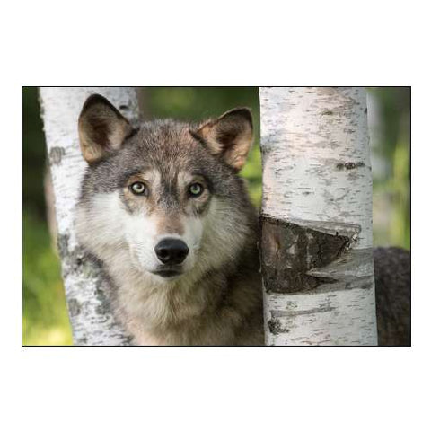Minnesota, Sandstone Gray Wolf between Birch