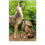 Minnesota, Sandstone Coyote Mother and Pups Howl
