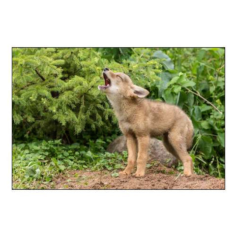Minnesota, Sandstone Howling Coyote Pup