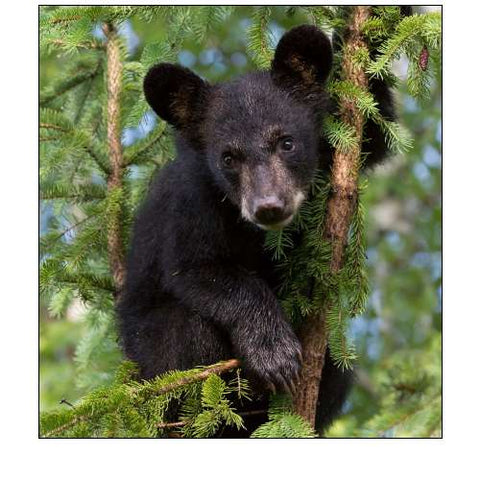 Minnesota, Sandstone Black Bear Cub in a Tree