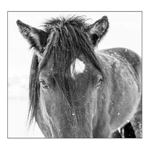 Horse in standing in snowy weather-Edgewood-New Mexico