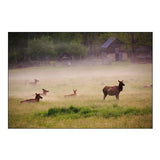 Tennessee Elk in Foggy Field at Great Smoky Mountains National Park