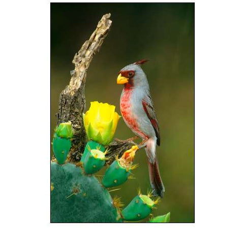 TX, McAllen Pyrrhuloxia on dead branch opuntia