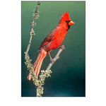 TX, McAllen Cardinal on lichen-covered branch