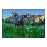 Grazing Bull Moose Eye to Eye with Photographer-Wasatch Mountains-Alta-Utah-USA