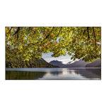 Washington State-Olympic National Park Bigleaf Maple Tree and Lake