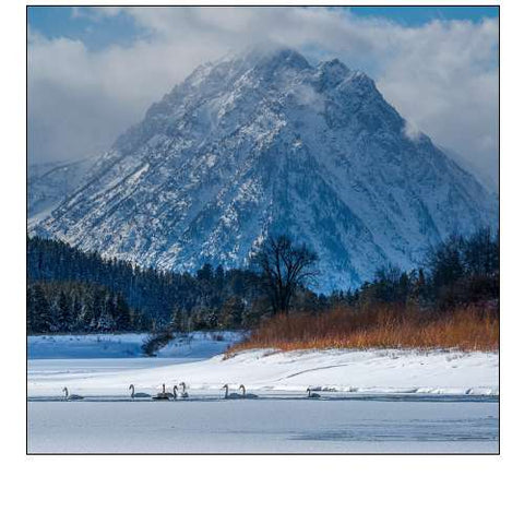 Flock of Trumpeter swans swim at Oxbow Bend in front of Mount Moran-Grand Teton National Park