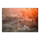 Sunset Lioness