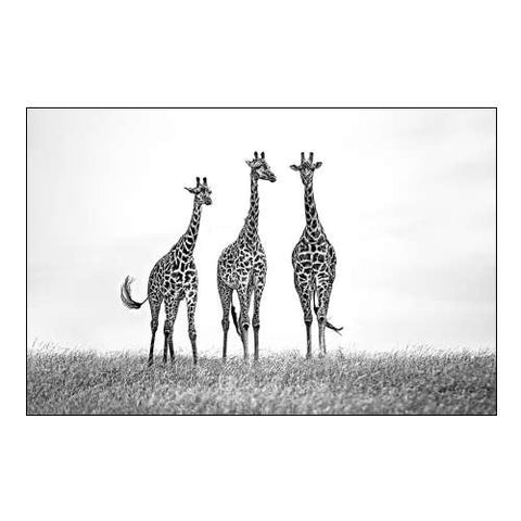 Giraffes In The Mara Plains