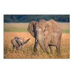 Mom Elephant With Calf