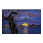 Cherry Blossoms Around The Jefferson Memorial