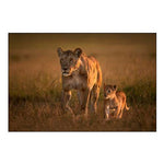 Mom Lioness With Cub