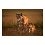 Mom Lioness With Cub