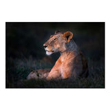 Lone Lioness