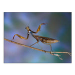 Mantis Religiosa