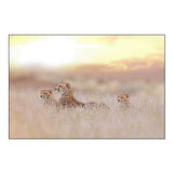 Cheetah Family