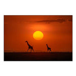 Giraffes In The Sunset