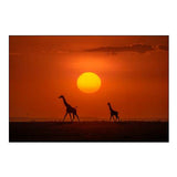 Giraffes In The Sunset