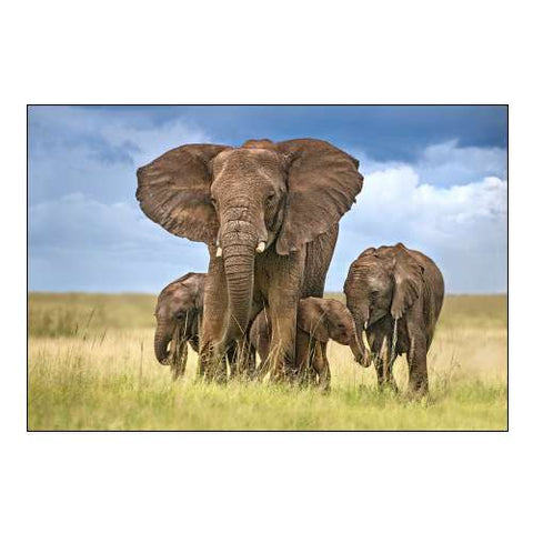 Elephant Mom Protecting Her Calves