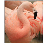 Portrait Of A Pink Flamingo