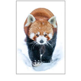 Red Panda