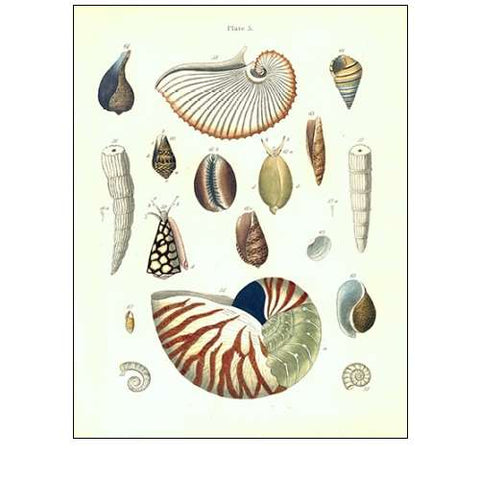 Shells, Plate 5