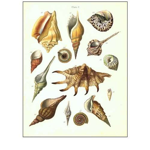 Shells, Plate 7