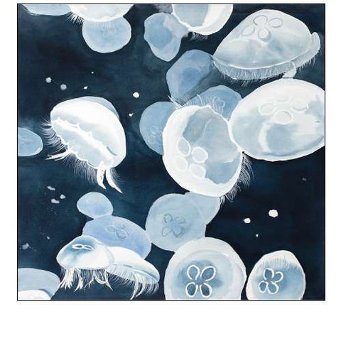 Aurelia Aurita Jellyfishes
