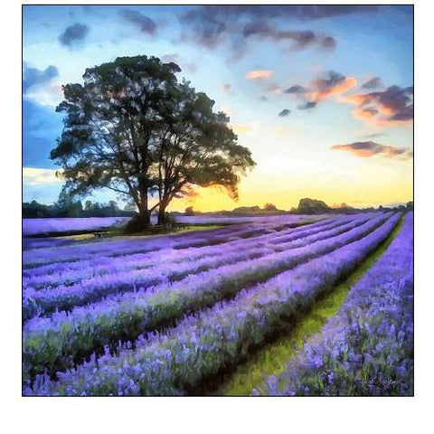 Lavender Field II