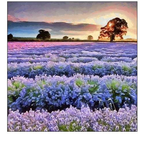 Lavender Field III