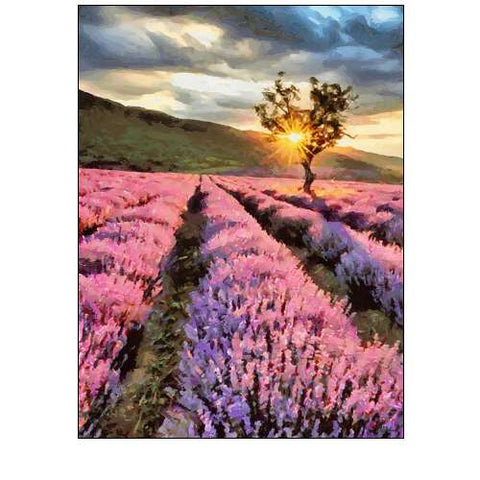 Lavender Field by Sunset