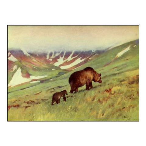 Bears Walking in Basin
