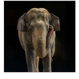 Asian Elephant