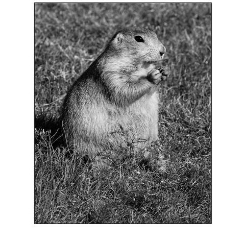Prairie dog at Devils Tower National Monument-Wyoming