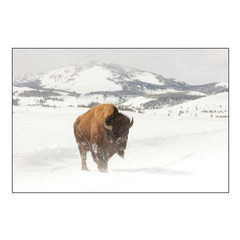 Bull Bison near Swan Lake, Yellowstone National Park