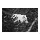 Female wolf of the Canyon pack, Yellowstone National Park