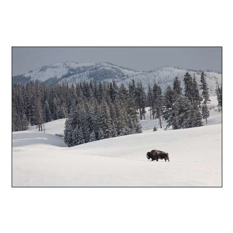 Bison Bull, Blacktail Deer Plateau, Yellowstone National Park