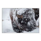 Bison in a snow storm Lamar Valley, Yellowstone National Park