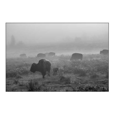 Bison in the Fog, Swan Lake Flat, Yellowstone National Park
