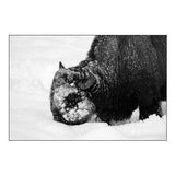 Bison Snow Plough near Rainy Lake, Yellowstone National Park