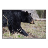 Black Bear, Yellowstone National Park