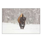 Bull Bison during a Snow Storm, Yellowstone National Park