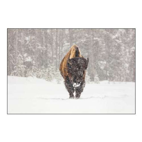 Bull Bison during a Snow Storm, Yellowstone National Park