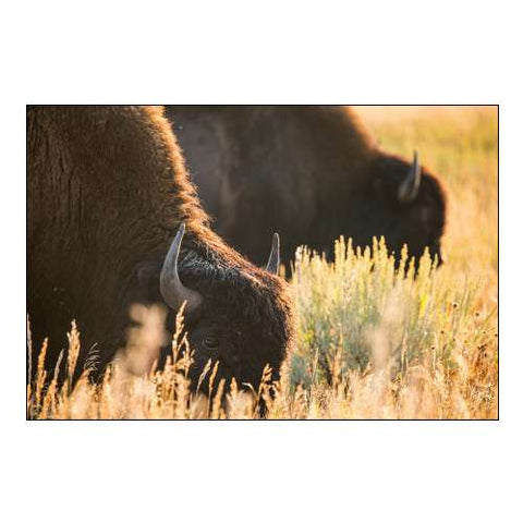 Bull Bison, Blacktail Deer Plateau, Yellowstone National Park