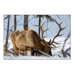 Bull Elk, Blacktail Deer Plateau, Yellowstone National Park