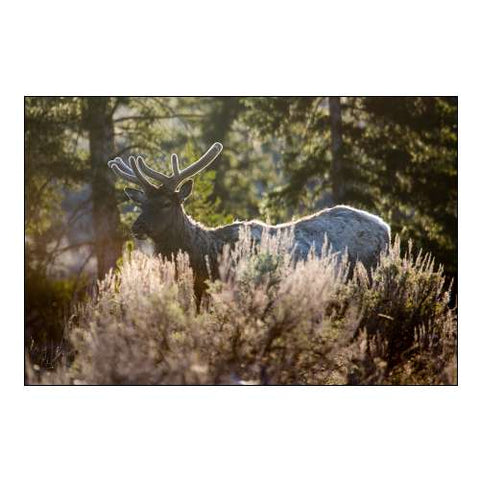 Bull Elk, Blacktail Deer Plateau, Yellowstone National Park