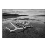 Elk Antlers, Yellowstone Lake, Yellowstone National Park