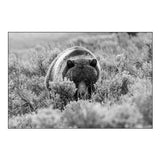 Grizzly Bear at Soda Butte Creek, Yellowstone National Park