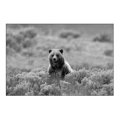 Grizzly Bear on Swan Lake Flats, Yellowstone National Park