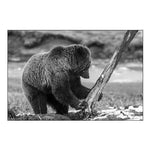 Grizzly Bear near Obsidian Creek, Yellowstone National Park